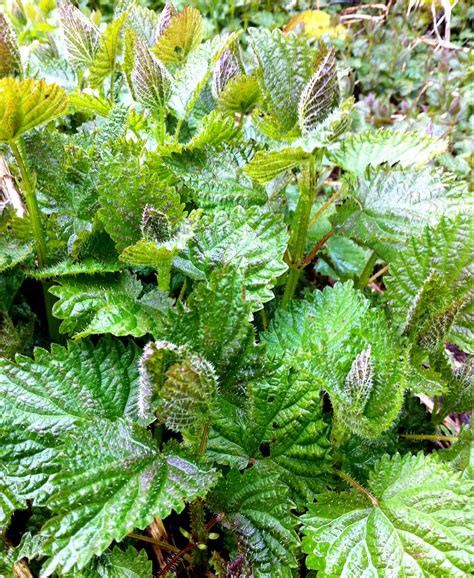 Bea that as it Mae.....: Meddling with the Nettles