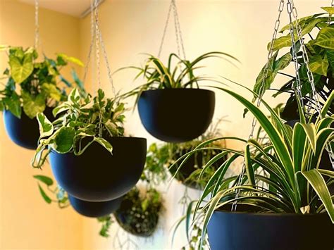 Hanging Pots - Interior Plant Designs