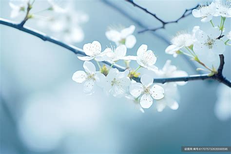 唯美白色花朵桌面壁纸素材图片jpg下载_编号617075732635590596-设图网
