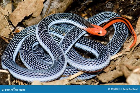blue coral snake stock image image  puff venomous