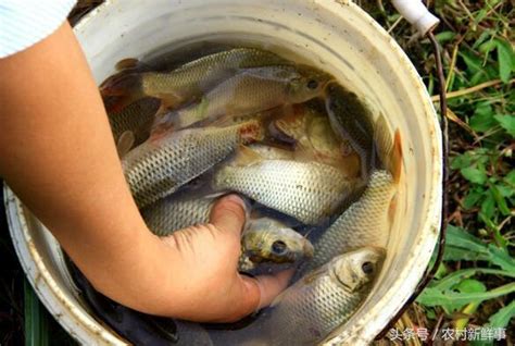 稻田裡也能捉魚？農村小哥在稻穀地里捉魚5小時活捉草魚20斤！ 每日頭條