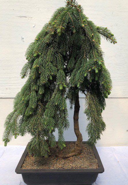 Dwarf Weeping Norway Spruce | Bonsai seeds, Bonsai plants, Spruce tree