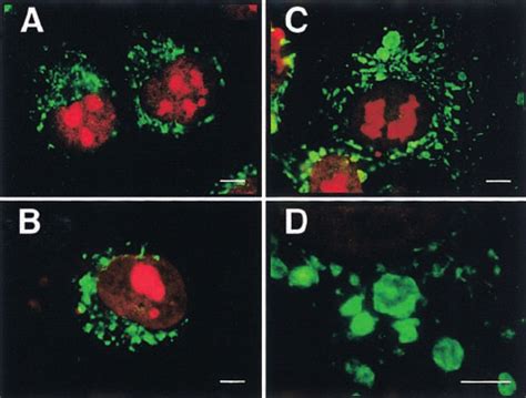 Immunofluorescence Confocal Laser Scanning Microscopy For Cytochrome C