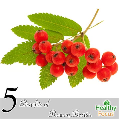 5 Benefits of Rowan Berries - Healthy Focus