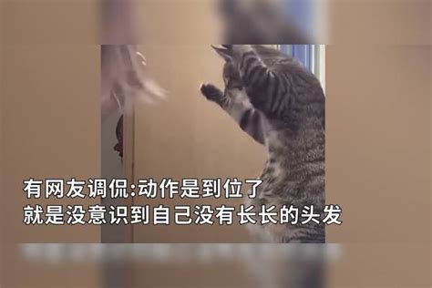 猫咪学主人梳头：动作有模有样，就是没意识到自己没长发 主人 猫咪 动作