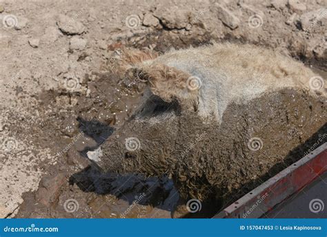 Happy Pig Rolling In Mud Mangalitsa The Woolly Sheep Pig Healthy