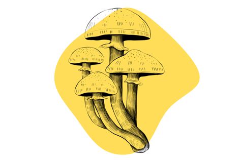 A Trip To The Bedroom The Impact Of Psychedelic Shrooms On Sex Tripsitter