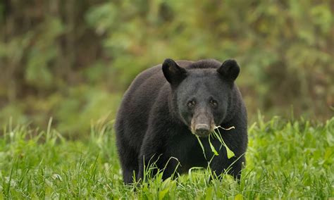 American Black Bear Habitat