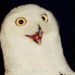 O RLY? Owl Meme Generator - Imgflip