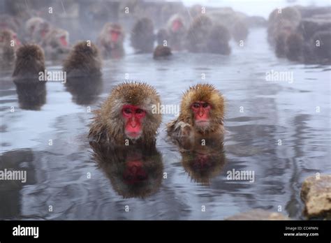 Snow monkey in hot spring, Jigokudani, Nagano, Japan Stock Photo - Alamy