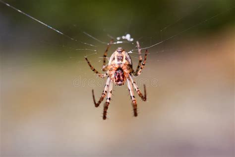 Diadematus Europeu Do Araneus Da Aranha De Jardim Foto De Stock