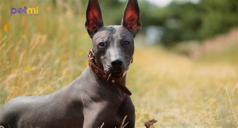 Rare Dog Breeds That You Dont See Everyday Petmi