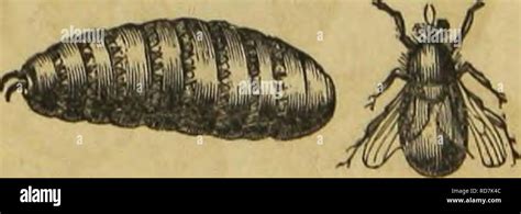 Insects That Burrow In Human Skin