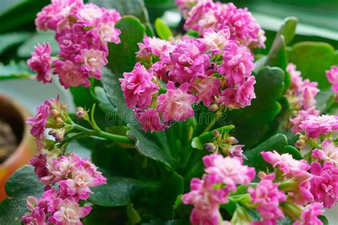 Planta Rosada De La Flor Del Kalanchoe Foto De Archivo Imagen De