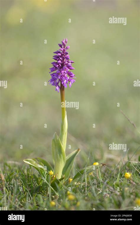 Early Purple Orchid Orchis Mascula Nature Park Park Meissner