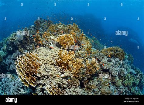 Coral reef canopy with many different stony corals (Scleractinia), Red Sea, St. Johns, Marsa ...