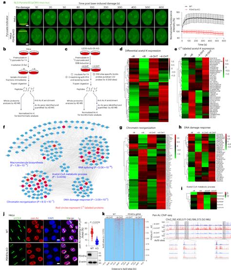 Nat Struct Mol Biol 深大朱卫国团队乙酰化组学揭示dna损伤修复重要机制 知乎