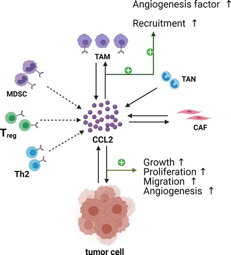 Cell Proliferation Cell Biology Journal Wiley Online Library