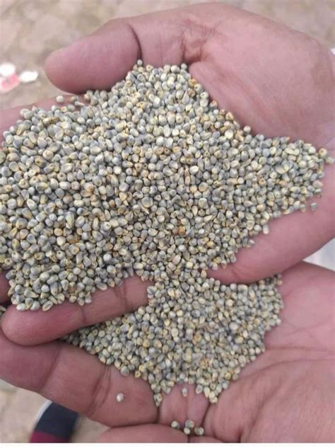 Sorghum White Bajra Seed Pearl Millet Pennisetum Glaucum High In