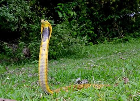 9 Different Types Of King Cobra Snakes NatureNibble