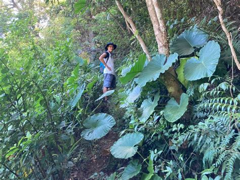 食藥署記者會誤辨植物，專家承認「千年芋」與「姑婆芋」易混淆 明日科學