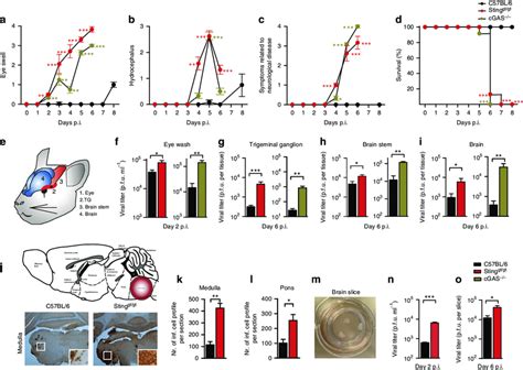 Mice Deficient In Cgas Or Sting Are Susceptible To Hse And Exhibit