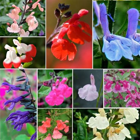 Hayloft Plants Plants Delivered, Salvia, Garden Plants, Flower Garden, Heavenly, Flowers ...