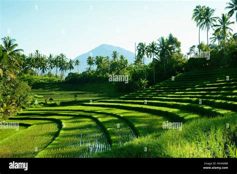 Green rice field landscape in Bali, Indonesia Stock Photo - Alamy