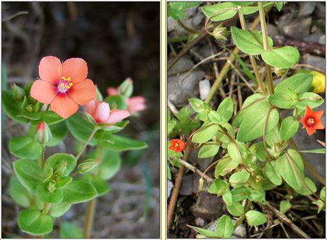 Irish Wildflowers Scarlet Pimpernel Lysimachia Arvensis Falcaire Fiain