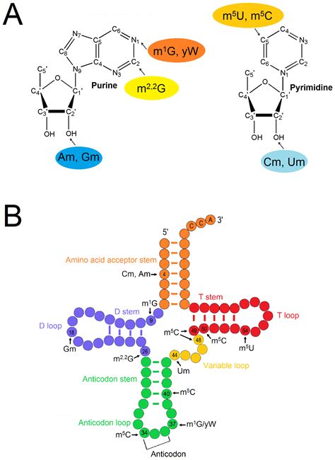 Jof Free Full Text Investigations Of Single Subunit Trna