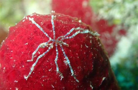 Sea Spiders 101 The Odd Looking World Of Class Pycnogonida