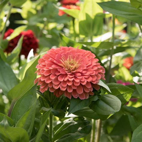 Benarys Giant Salmon Rose Zinnia Lazy Eight Stock Farm