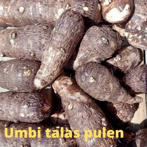 Jual TERLARIS 1 Kg UMBI UBI TALAS PULEN SUPER BELITUNG KIMPUL UMBI