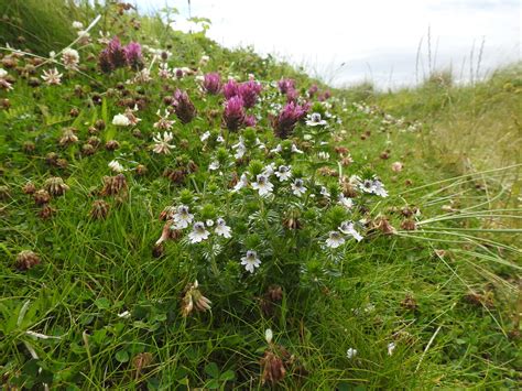 Eyebright Sandy Sutherland Flickr