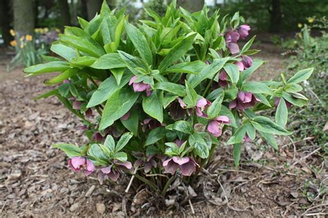 What Do Hellebores Look Like