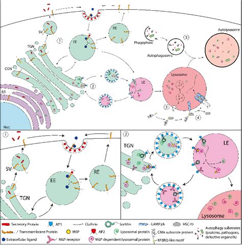 Endosomal Sorting And The Lysosome Autophagosome System After