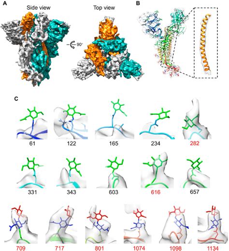 Cryo EM Structure Of The Trimeric S 2P And Glycosylation Features A