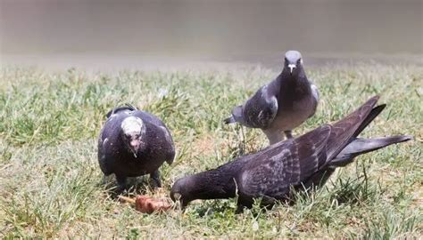 Do Pigeons Eat Meat? – Pigeonpedia