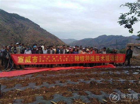 雙河鄉開展辣椒種植、花椒管理技術培訓 每日頭條