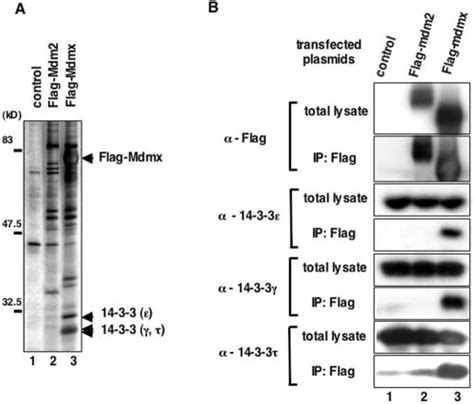 DNA Damage Induced Phosphorylation Of MdmX At Serine 367 Activates P53