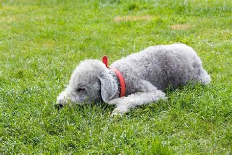 Bedlington Terrier Temperament: What Should You Expect?