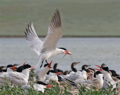 First migration trip in Caspian tern - From so simple a beginning