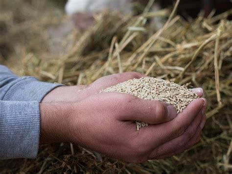 Alimentazione Bovini Da Latte Mangime Complementari Integratori