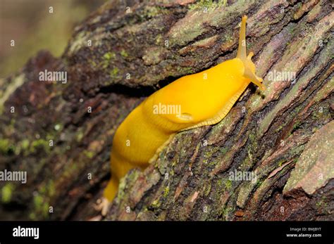 Stock Photo Of A Banana Slug Climbing The Trunk Of A Giant Redwood Tree