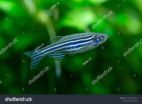 476 Danio rerio Images, Stock Photos & Vectors | Shutterstock