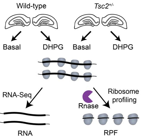 1 Schematic Of Experimental Design Rna Seq And Ribosome Profiling Were