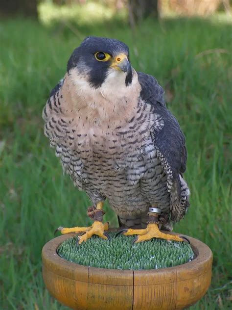 What Is The Easiest Falcon To Breed In Falconry Falconry Advice