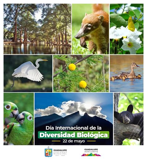 Flora Y Fauna De Guadalupe Biodiversidad Nica Teleflor