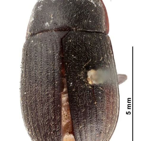 Figure A Crypticus Gibbulus Lectotype Distribution Géographique