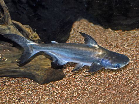 panga | enciclopedia.cat